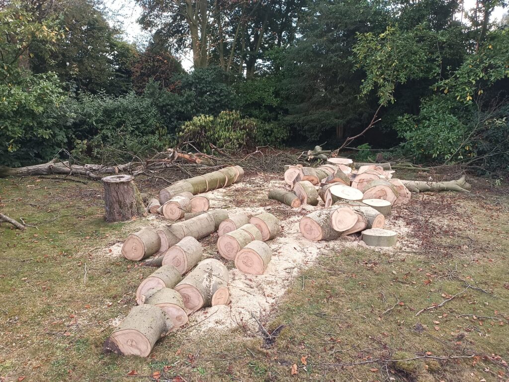 Project beuk Deurne 2025