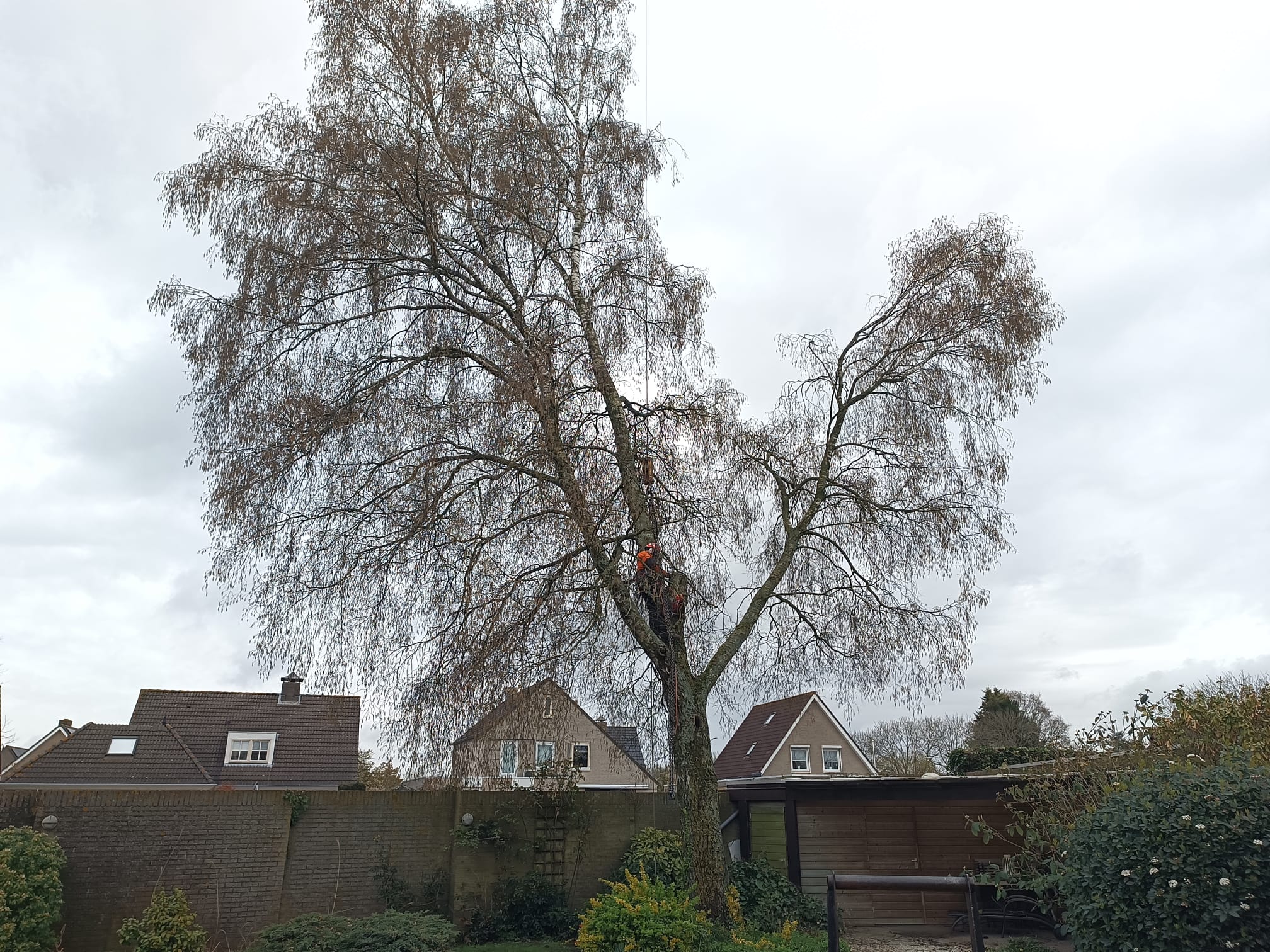Berk en Esdoorn Vlijmen